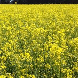 Townsend Seeds International Limited