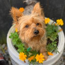 The Dog Garden