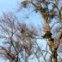 Auckland Tree Services-2