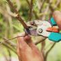 Auckland Tree Services-3
