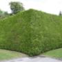 Auckland Tree Services