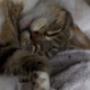 Puss n Boots Lazing around