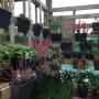Thin Pots