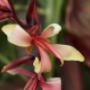 Tropical Canna Flower