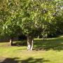 Lawns to picnic on