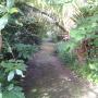 Shady Garden Walks