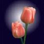 Florist Shops Auckland