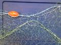 Fishing Nets
