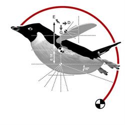 Animation Research & Virtual Eye