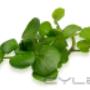 Uploaded by visitor on 13/07/2016 - watercress