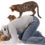 Uploaded by visitor on 02/10/2016 - Cat Sitting Christchurch