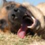 Uploaded by visitor on 02/10/2016 - Dog walking Christchurch