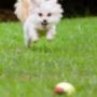 Uploaded by visitor on 02/10/2016 - Dog walking Christchurch