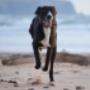 Uploaded by visitor on 02/10/2016 - Dog walking Christchurch