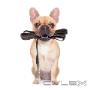 Uploaded by visitor on 02/10/2016 - Dog walking Christchurch