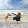 Uploaded by visitor on 02/10/2016 - Dog walking Christchurch