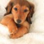 Uploaded by visitor on 02/10/2016 - In-home dog care Christchurch