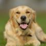 Uploaded by visitor on 02/10/2016 - In-home dog care Christchurch
