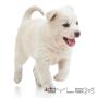 Uploaded by visitor on 02/10/2016 - In-home puppy care Christchurch