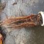 Tree roots pulled from drain by our Ninjas