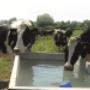 Trough Cleaning
