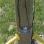 Equine Fences