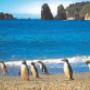 Fiordland crested penguins