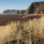 Lone Kauri Cover Image