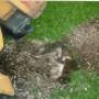 Auckland Stump Grinding
