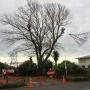 Tree Services