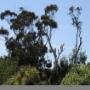 Professional Tree Surgeons