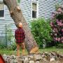 Stump Grinding