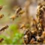 Bees