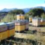 Honey Box