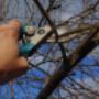 arborist hamilton