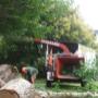 tree removal te puke