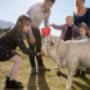 sheep shearing nz