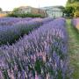 Sunset Lavender Field Lavender Backyard Garden