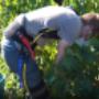 HAPO grape harvest