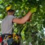 Arborist