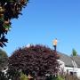 Roof Spray