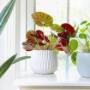 Beefsteak Begonia Plant