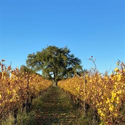Oak Estate Wines