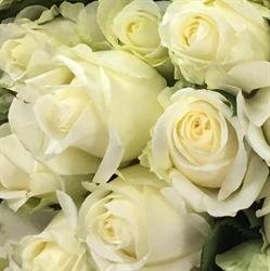 Flowerland Cut Flowers Ltd