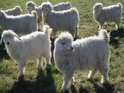 Mohair Pacific