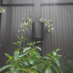 Glasshouse Morningside