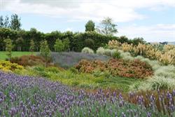 Jungle Nurseries