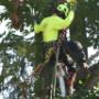 arborsits west auckland