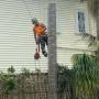 tree removal west auckland