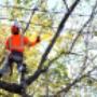 west auckland arborists